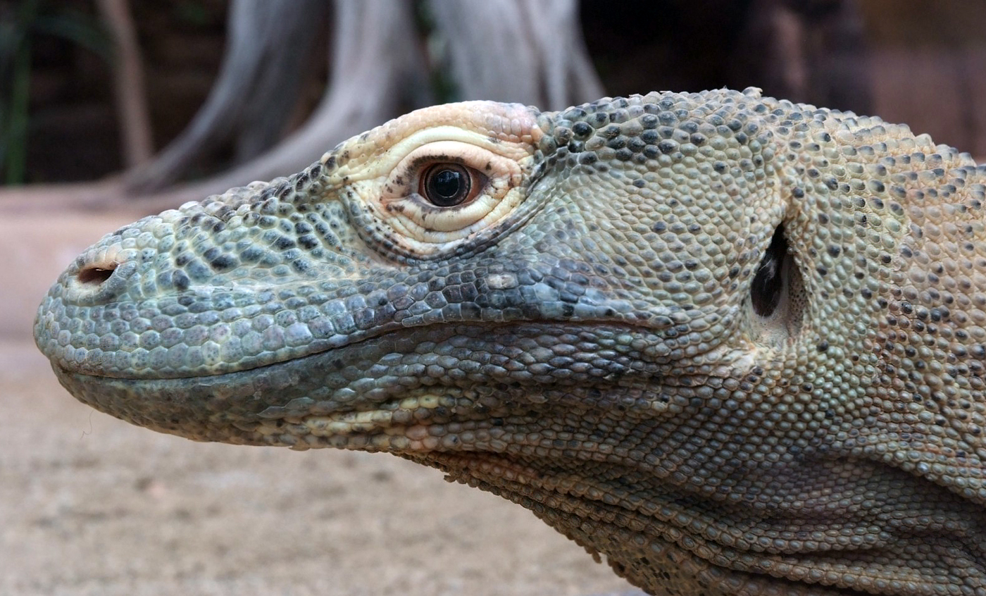 Dragón de Komodo Zoo Barcelona